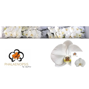 PHAL SENSATION WHITE
