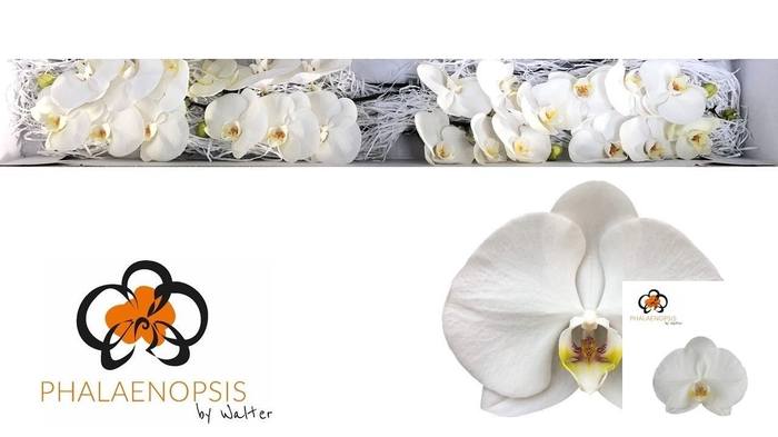 <h4>PHAL SENSATION WHITE</h4>