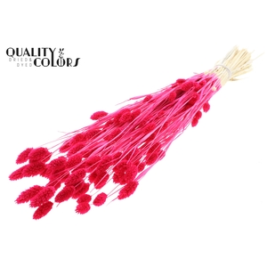 Phalaris per bunch Bleached Cerise