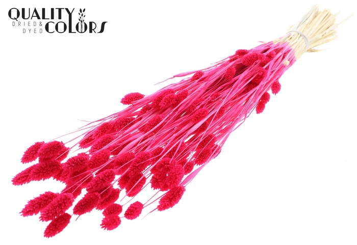 Phalaris per bunch Bleached Cerise