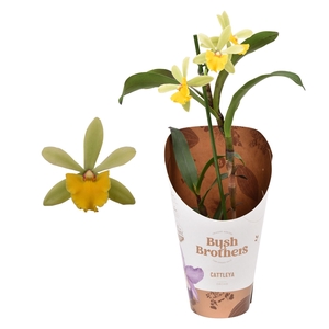 Cattleya