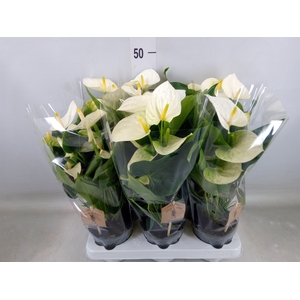 Anthurium andr. 'Cocos'