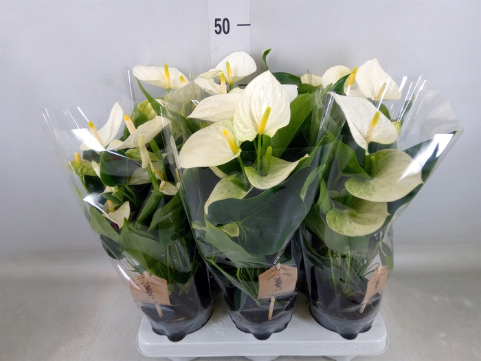 <h4>Anthurium andr. 'Cocos'</h4>