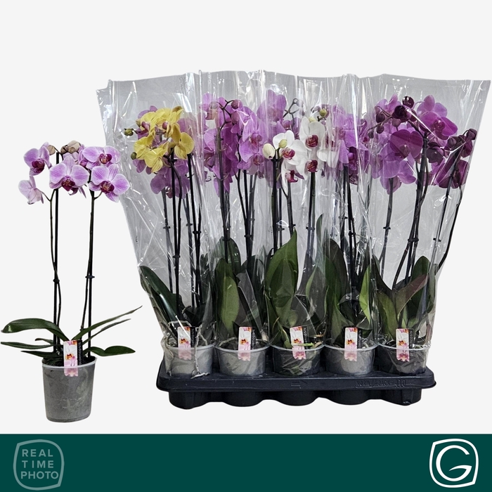 <h4>PHAL GEM 5 KL</h4>