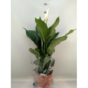 Spathiphyllum  'Sweet Silvana'