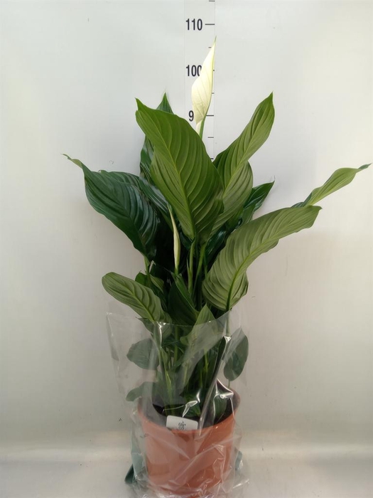 <h4>Spathiphyllum  'Sweet Silvana'</h4>
