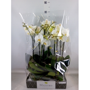 Phalaenopsis   ...white