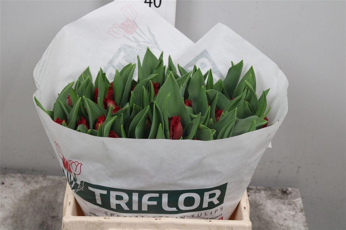 <h4>Tu Fr Indiana</h4>