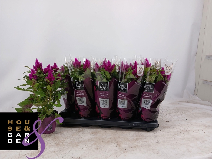 <h4>CEL DEEP PURPLE</h4>