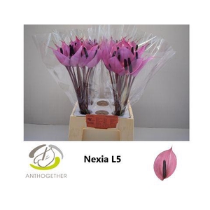 Anthurium Nexia