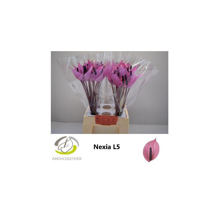 <h4>Anth A Nexia</h4>