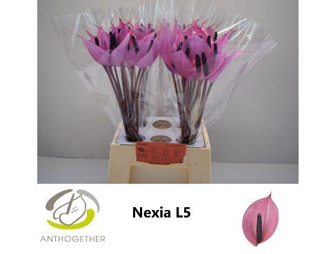 <h4>ANTH A NEXIA</h4>