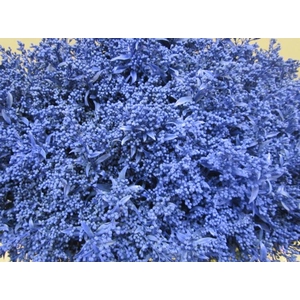 Solidago Blauw