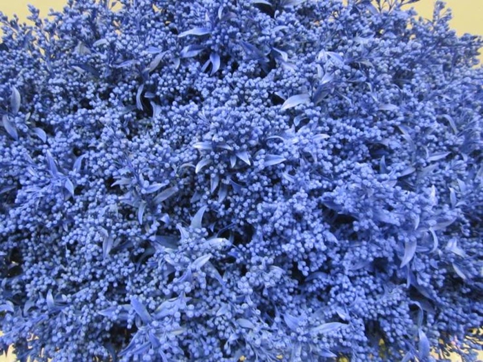 <h4>Solidago Blauw</h4>
