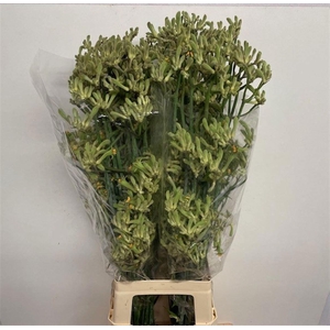 Anigoz Groen