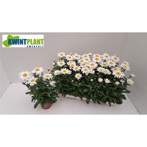 Leucanthemum maximum