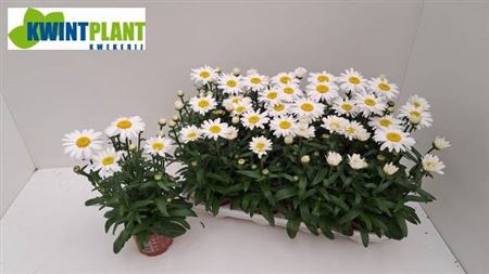 <h4>Leucanthemum maximum</h4>