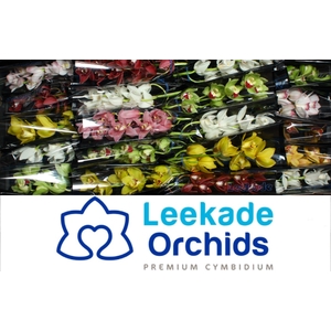 Cymb Mi Mixed Leekade 20% Extra Packed