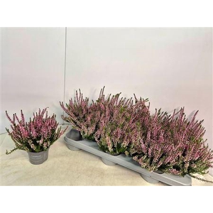 Callu Cal Nova Rosa