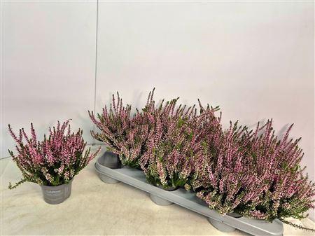 <h4>Callu Cal Nova Rosa</h4>