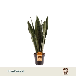 Sansevieria Spearmint (8+ blad)