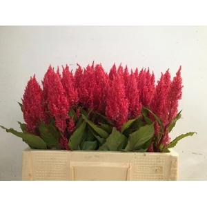 CEL P CENT PURP ROSE