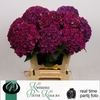 Hydrangea my mon amour purple