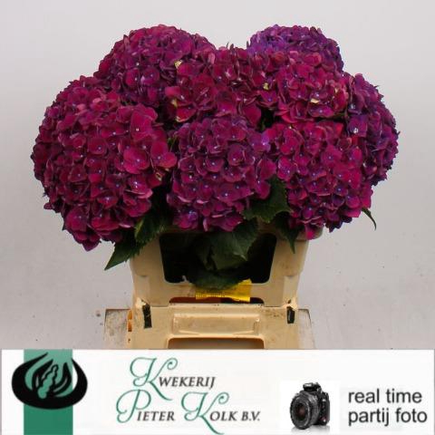 <h4>Hydrangea my mon amour purple</h4>