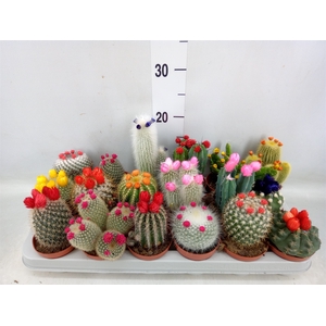 Cactus   ...decorated