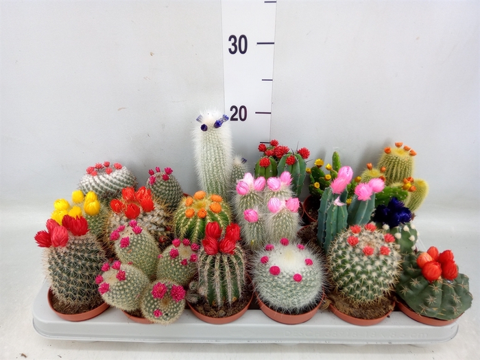 <h4>Cactus   ...decorated</h4>