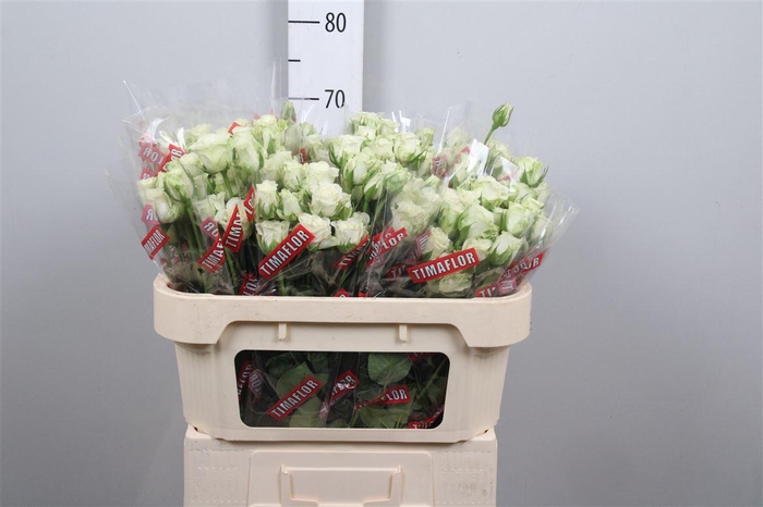 <h4>R Tr Snowflake X5</h4>