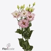 Lisianthus do celeb queen