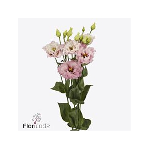 Lisianthus do celeb queen