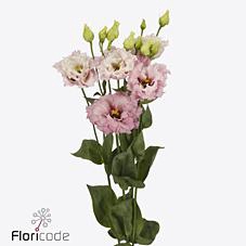 Lisianthus do celeb queen