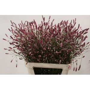 SANGUISORBA PINK TANNA