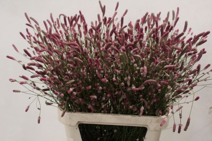 <h4>SANGUISORBA PINK TANNA</h4>