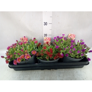 Delosperma coop. 'JewDesert'  ..mix