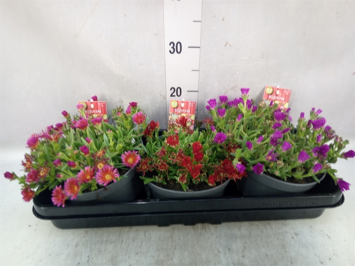 <h4>Delosperma coop. 'JewDesert'  ..mix</h4>