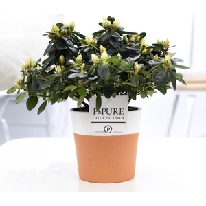 1st class Azalea white in P&PURE Terra Cotta 4 white
