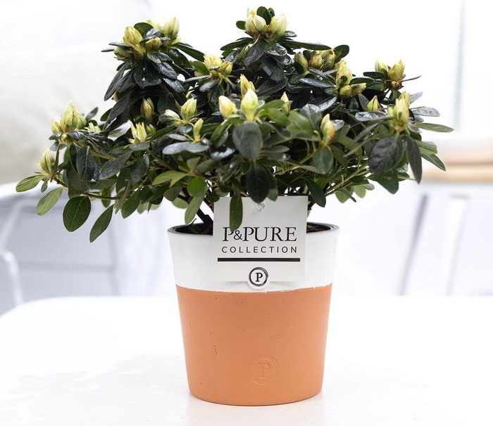 <h4>1st class Azalea white in P&PURE Terra Cotta 4 white</h4>