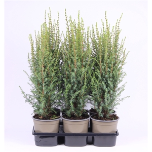Juniperus communis 'Arnold'