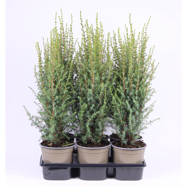 <h4>Juniperus communis 'Arnold'</h4>