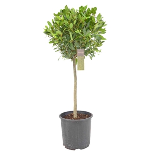 Laurus nobilis Bol op stam