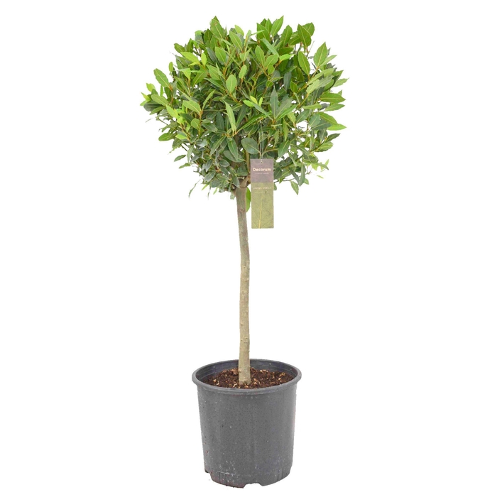 <h4>Laurus nobilis Bol op stam</h4>