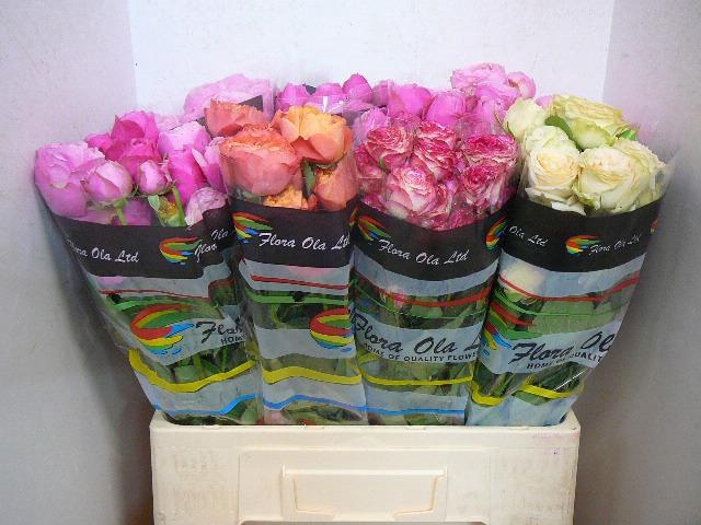 <h4>R TR GEM IN FUST</h4>