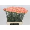 Dianthus St Goopy Geer