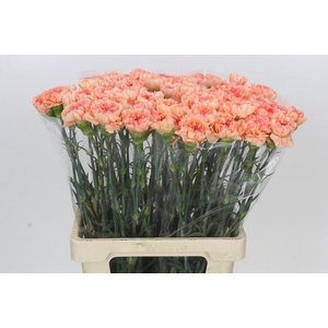 Dianthus St Goopy Geer