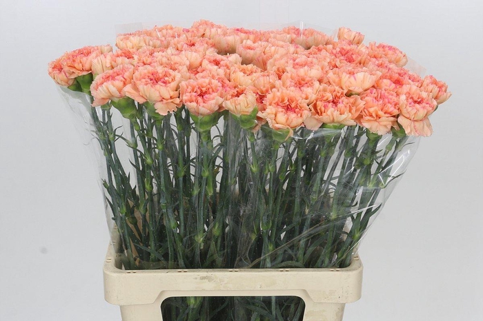 Dianthus St Goopy Geer
