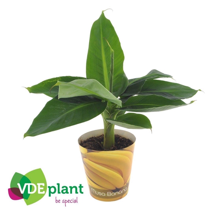 <h4>Musa in Musa Banana beker</h4>
