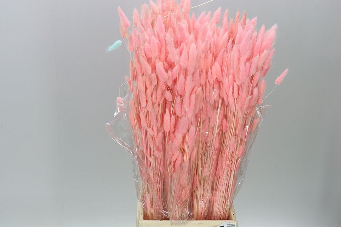 <h4>Dried Lagurus Peach</h4>